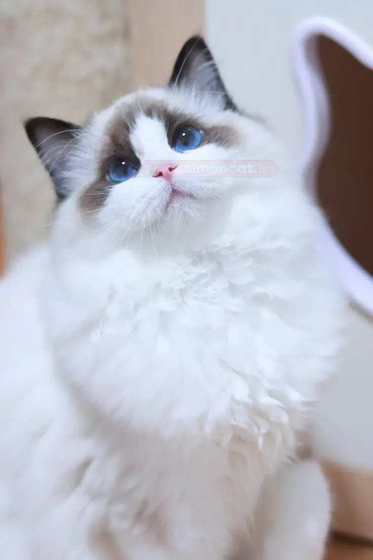زیبایی‌های گربه نژاد رگدال