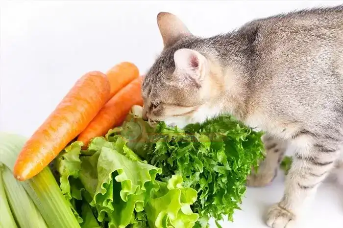 سبزیجات مناسب برای گربه