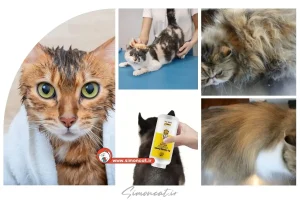 شامپو خشک گربه چیست؟