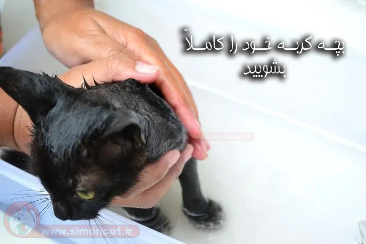 شستشوی کامل بچه گربه