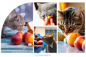 شلیل برای گربه