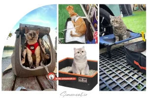 ظرف خاک مسافرتی گربه چیست؟