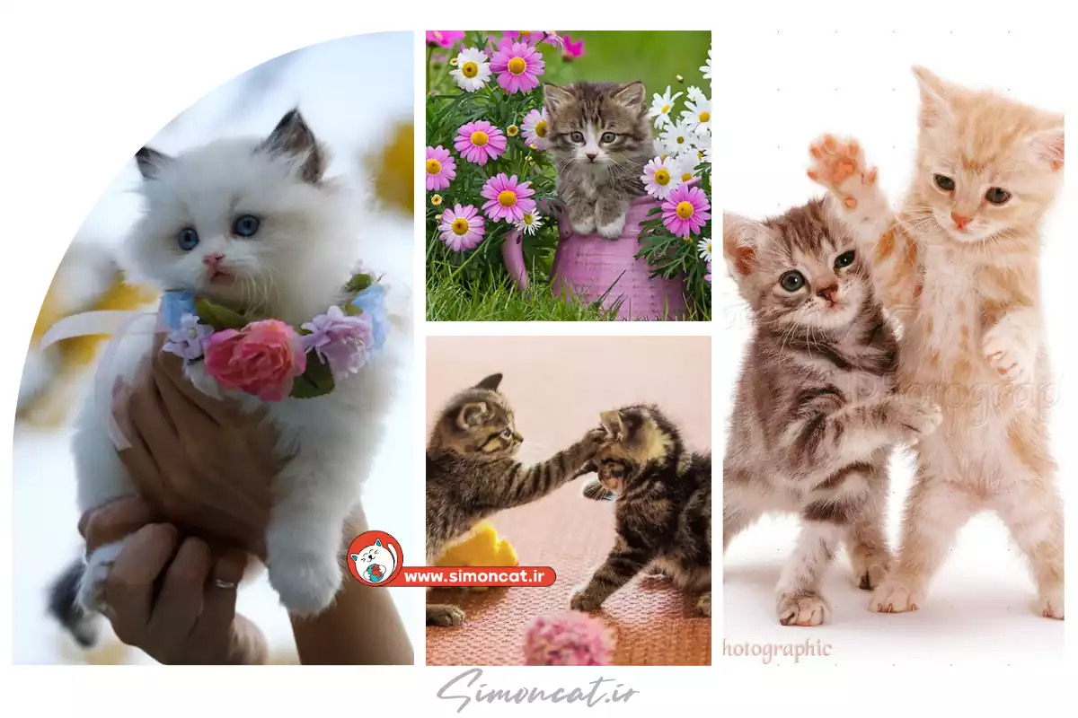 عکس گربه بامزه