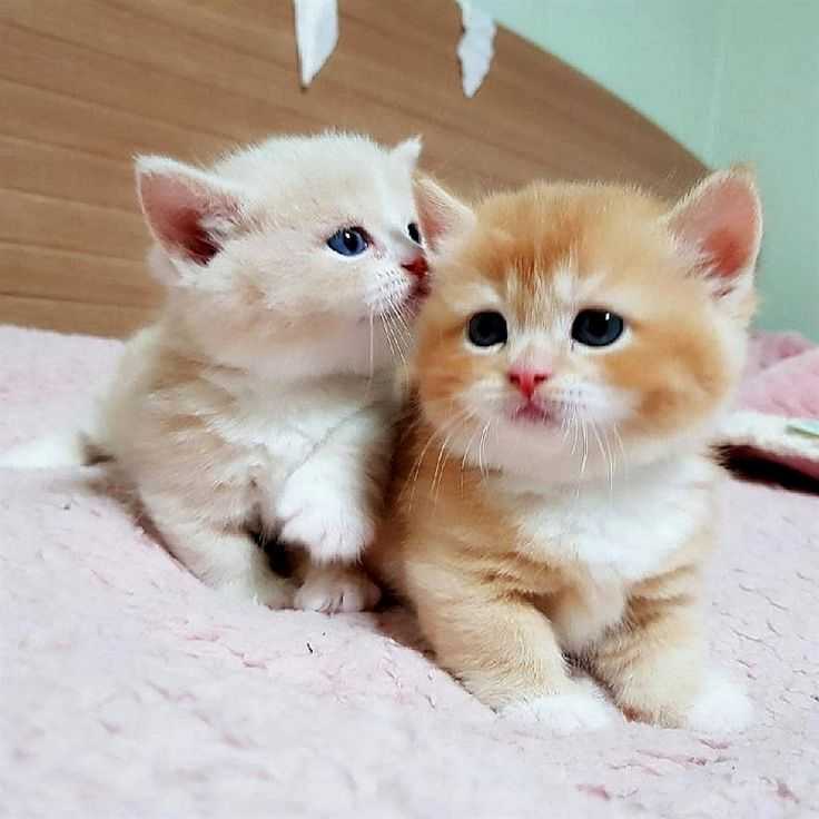 عکس گربه های بامزه