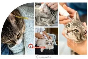 قطره گوش گربه