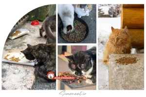 قیمت غذای خشک گربه خیابانی