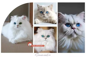 قیمت گربه پرشین سفید چشم ابی