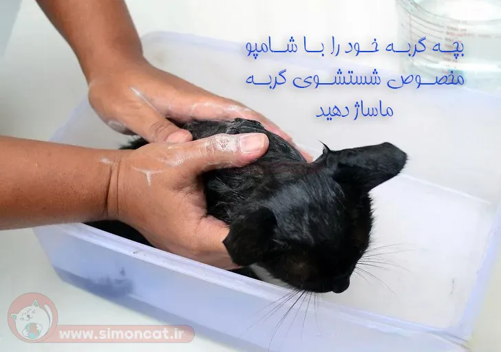 ماساژ بچه گربه با شامپو