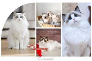 مشخصات گربه رگدال