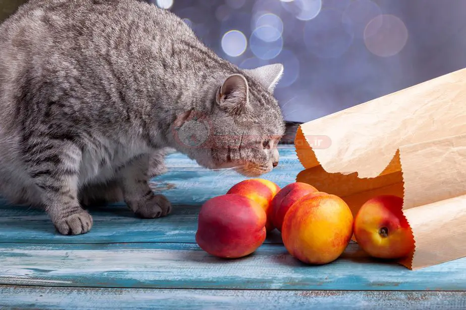 میوه های ممنوعه برای گربه