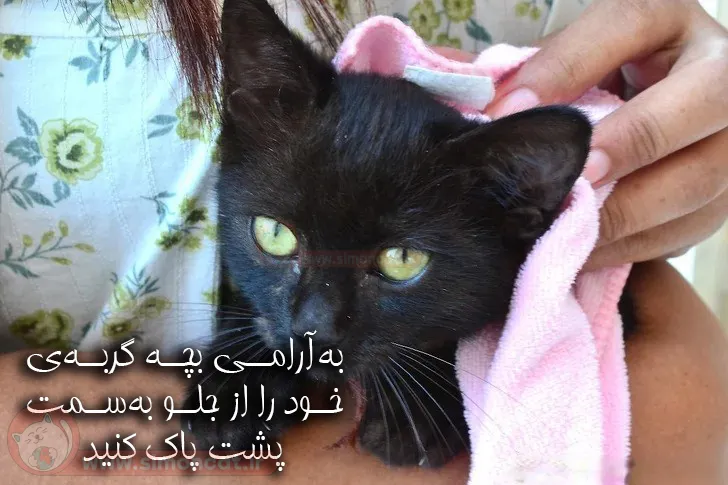 نحوه پاک کردن بچه گربه