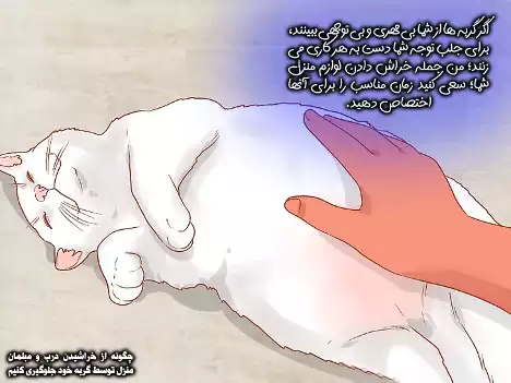 نوازش گربه