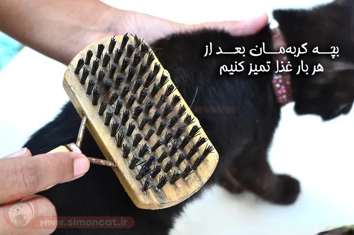 هرچند وقت یکبار بچه گربه را برس بزنیم؟