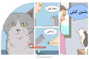 چگونه اسم گربه را به او آموزش دهیم؟