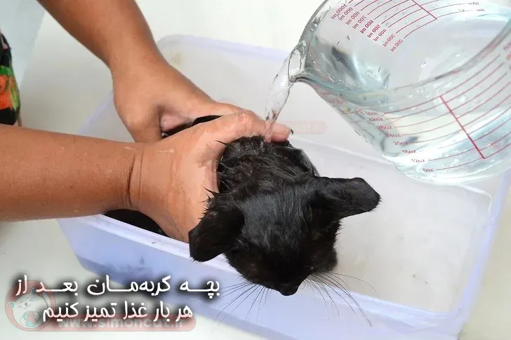 چگونه بچه گربه را بشوییم