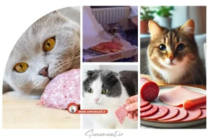 کالباس برای گربه