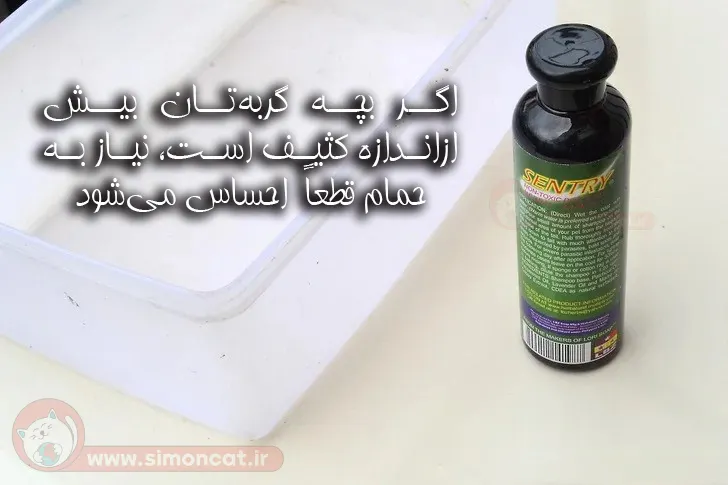 کی گربه را به حمام ببریم