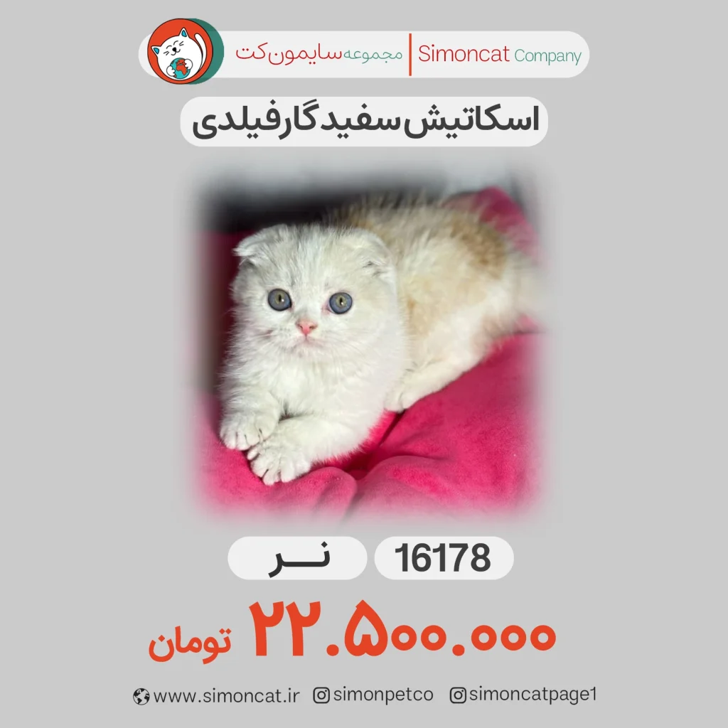 گربه اسکاتیش سفید گارفیلدی