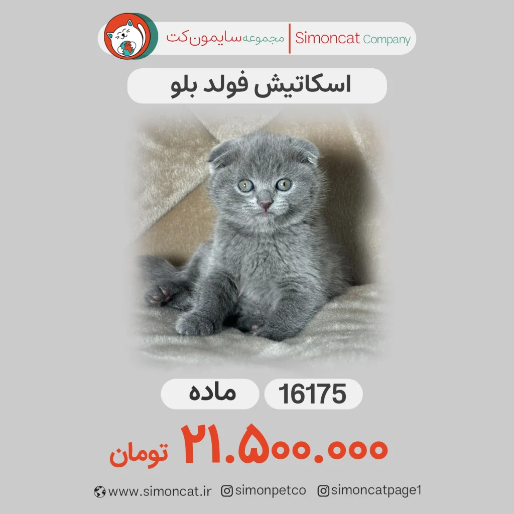 گربه اسکاتیش فولد بلو