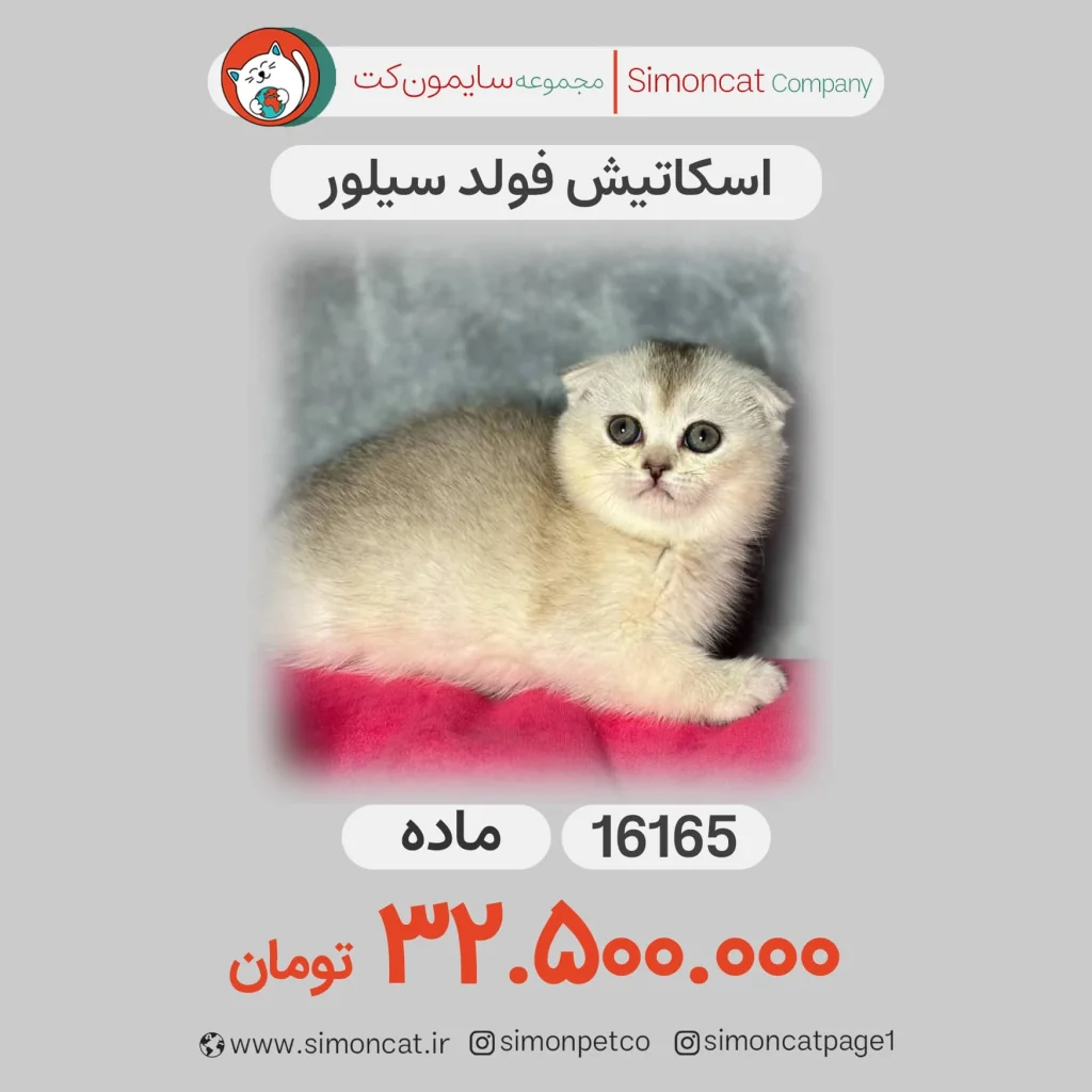 گربه اسکاتیش فولد سیلور