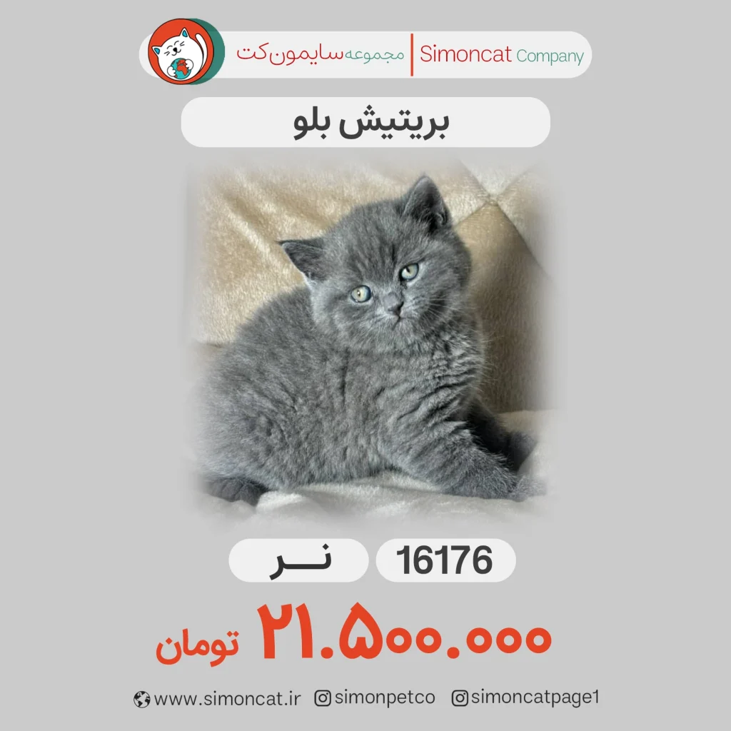 گربه بریتیش بلو