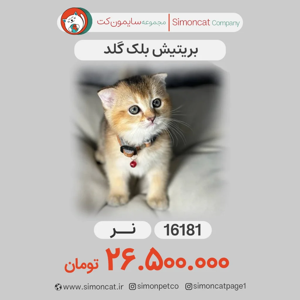 گربه بریتیش بلک گلد