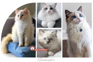 گربه نژاد رگدال