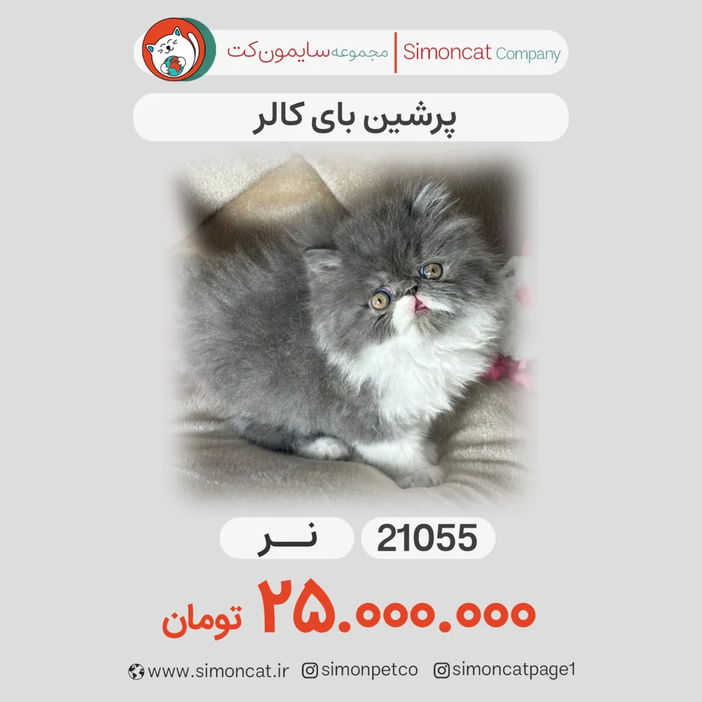 گربه پرشین بای کالر