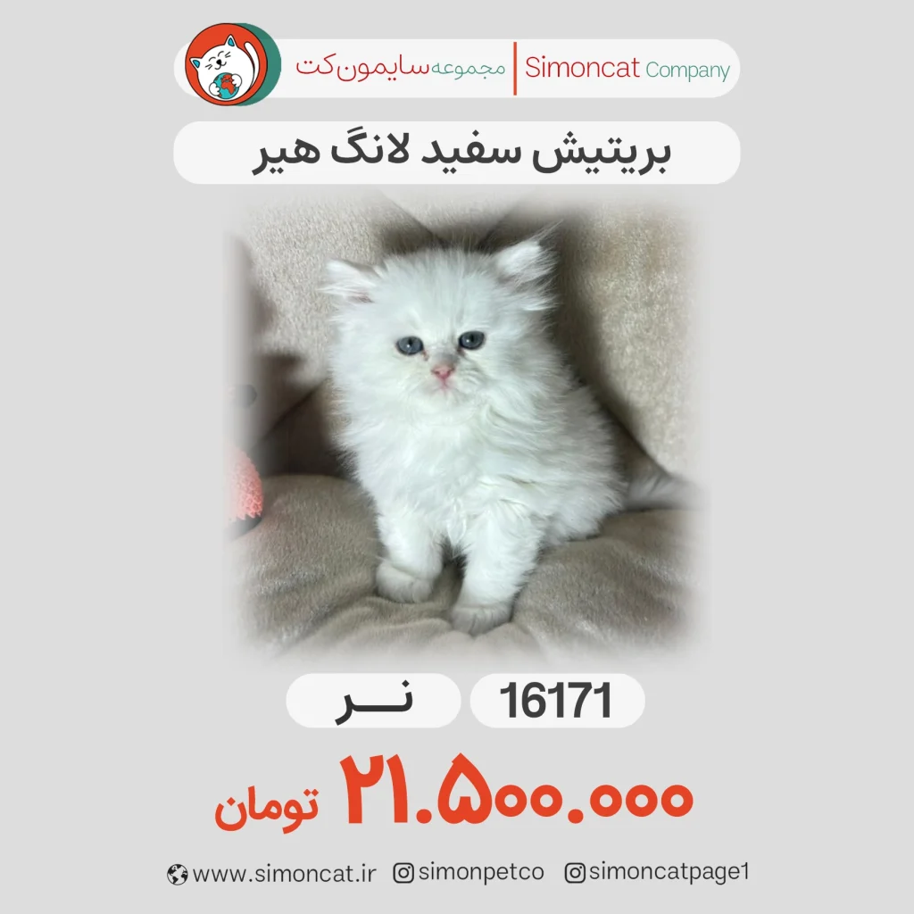 گربه پرشین سفید لانگ هیر
