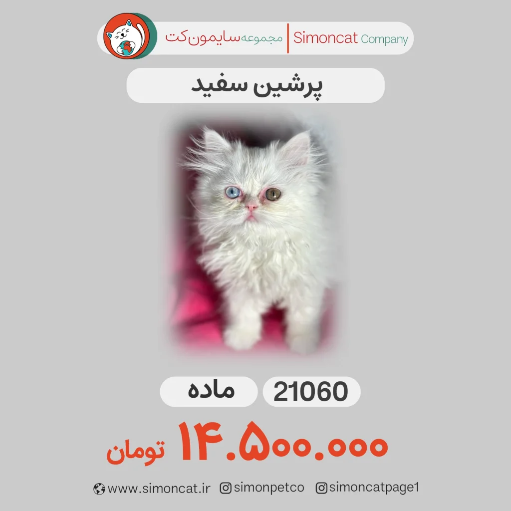 گربه پرشین سفید
