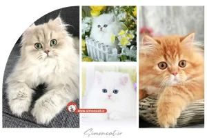 گربه پرشین عروسکی