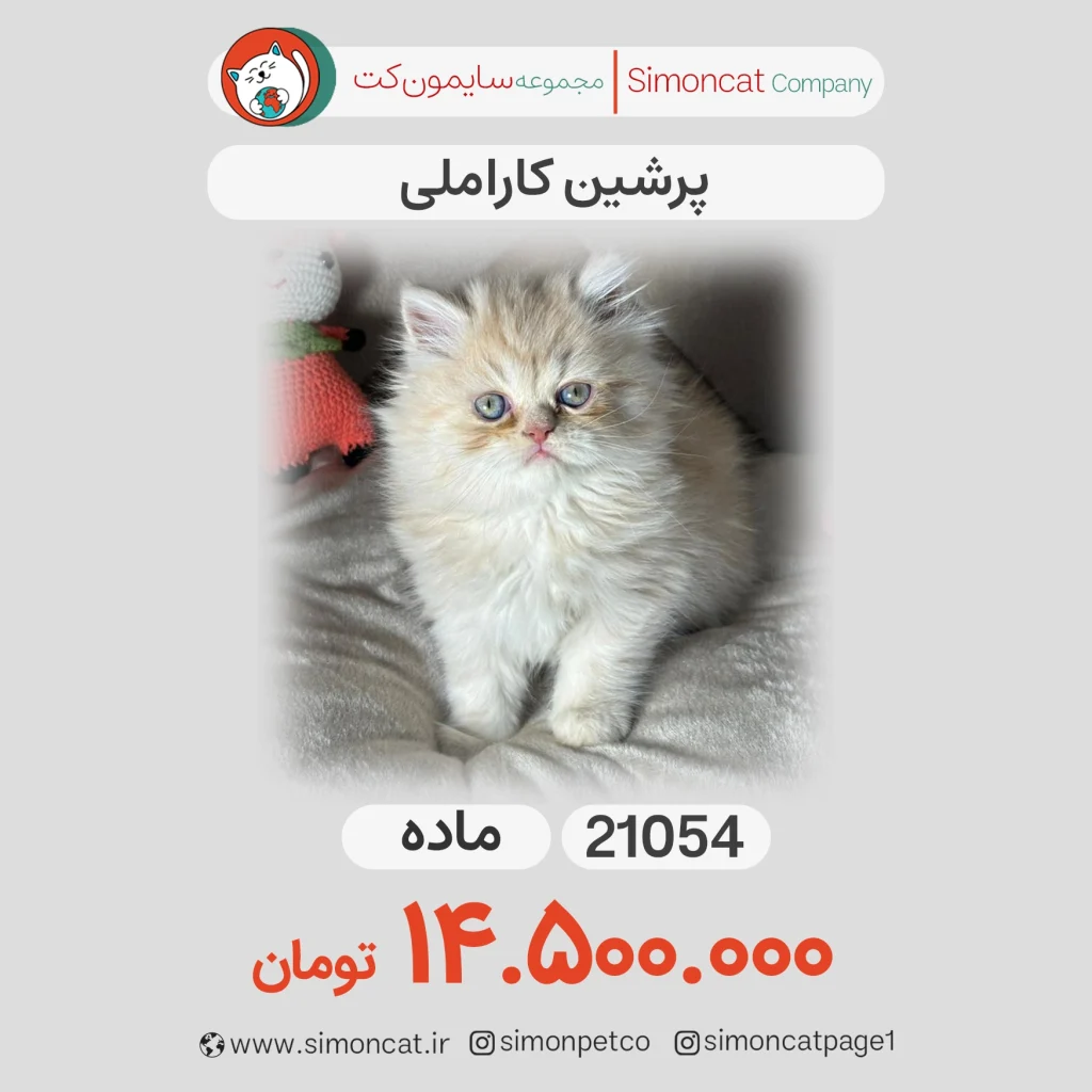 گربه پرشین کاراملی کد 21054