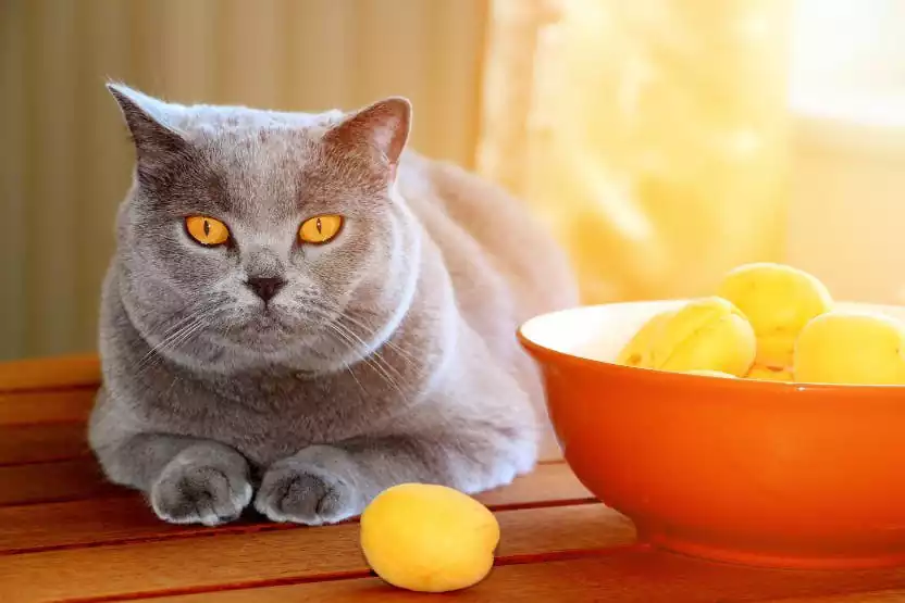 آیا گربه میتونه زردآلو بخوره