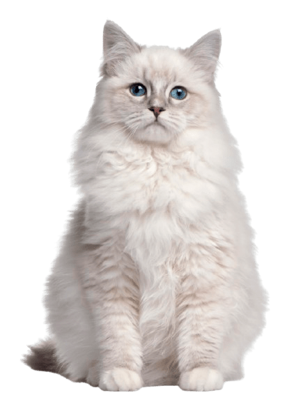 catbackground