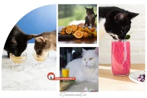 آبمیوه برای گربه