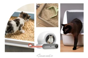 آموزش جعبه خاک گربه