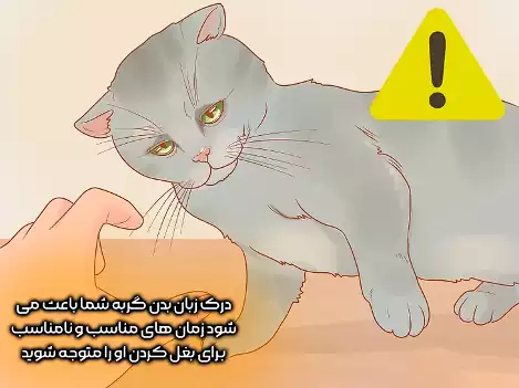 آیا گربه شما می‌خواهد که بلند شود