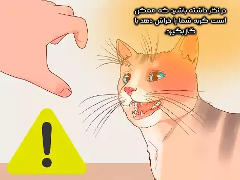 از بلند کردن گربه در مواقع غیر ضروری خودداری کنید