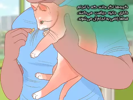 جلب رضایت گربه