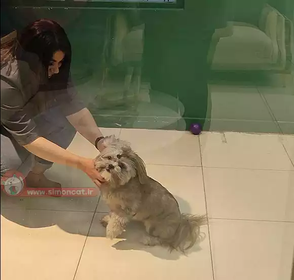 بازی با سگ ها در پانسیون حیوانات خانگی سایمون
