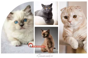 بهترین نژاد گربه برای داخل منزل