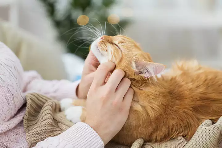 بچه گربه نارنجی