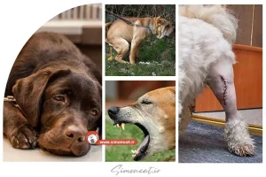 بیماری های شایع در توله سگ