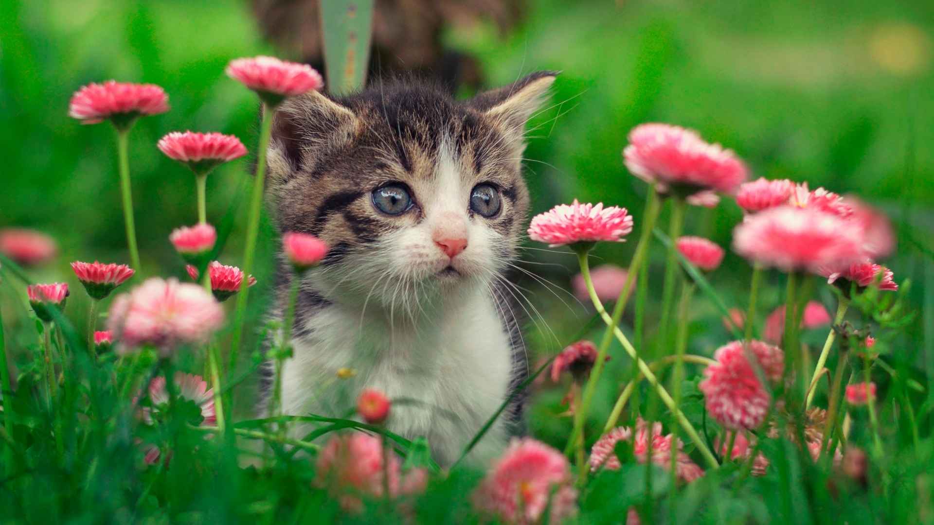 تصویر گربه بغلی و باشخصیت
