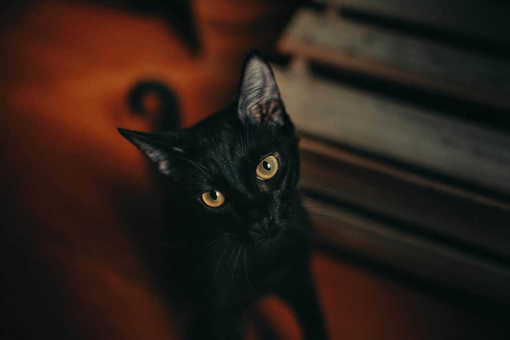 تصویر گربه سیاه