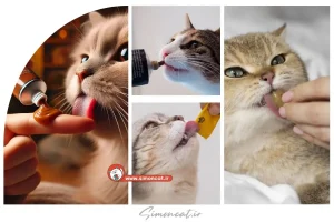 دادن مالت به گربه