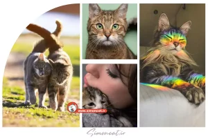 دانلود عکس گربه