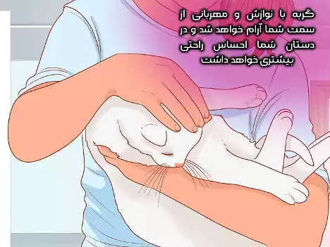نوازش گربه حین بغل کردن آن
