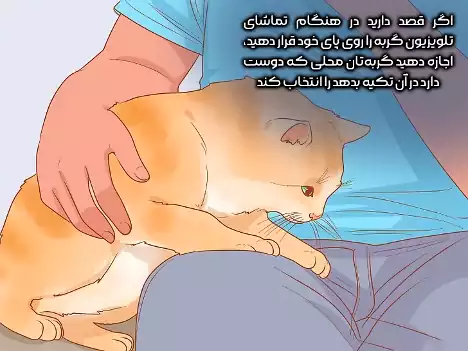 در آغوش گرفتن گربه 