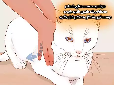 دست غالب خود را در زیر تنه‌ی گربه قرار دهید